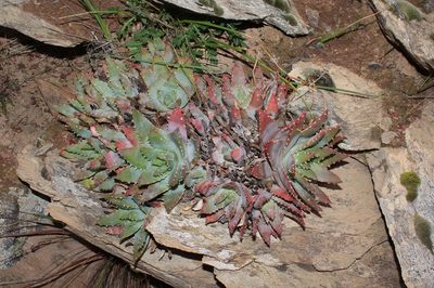 Aloe brevifolia, photographed by Brian du Preez