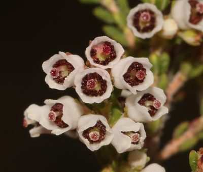 Erica setacea, photographed by Brian du Preez