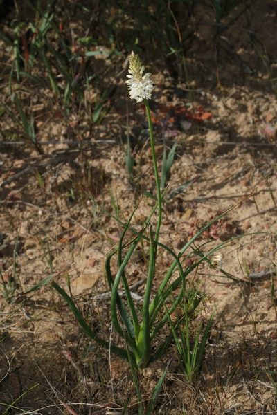 Bulbinella barkerae, photographed by Brian du Preez