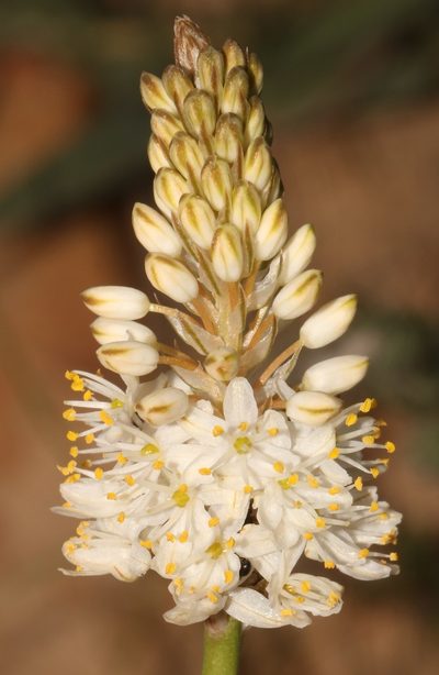 Bulbinella barkerae, photographed by Brian du Preez