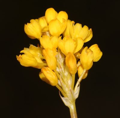 Bulbinella triquetra, photographed by Brian du Preez