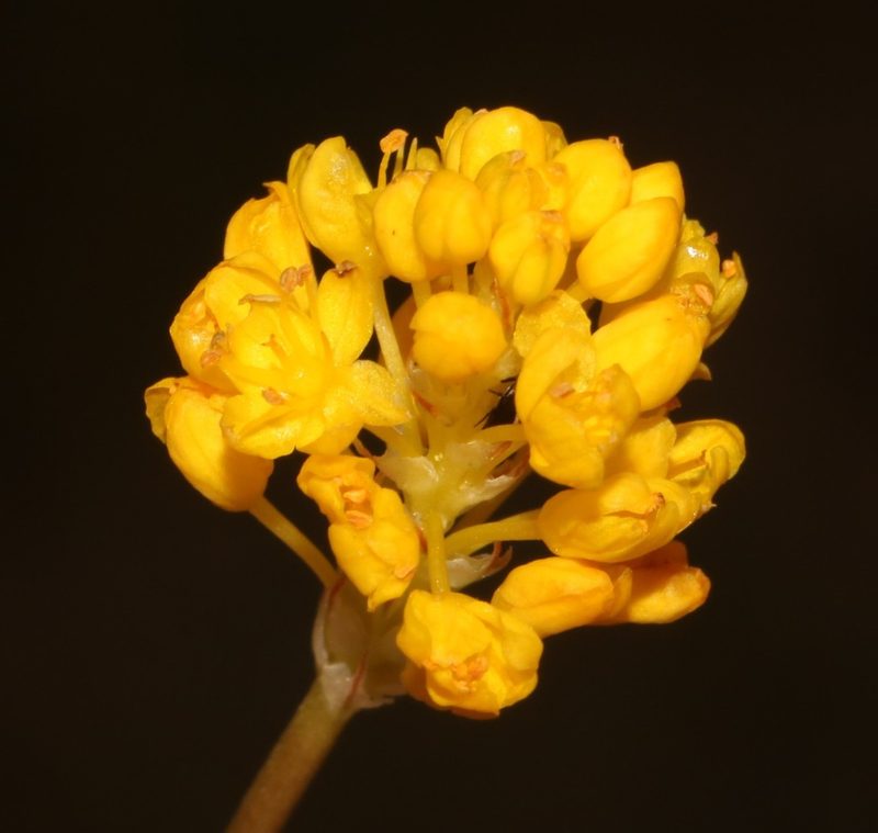 Bulbinella triquetra, photographed by Brian du Preez
