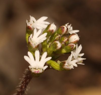 Holothrix mundii, photographed by Brian du Preez