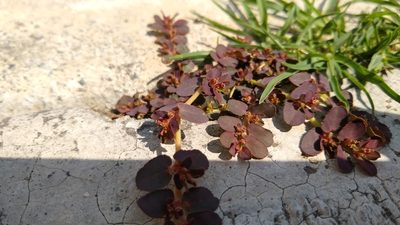 Euphorbia mendezii, photographed by Arturo Crespo Moctezuma