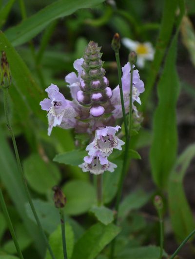 Brazoria truncata, photographed by Wes Copas