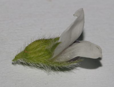 Psoralea outrampsii, photographed by Brian du Preez