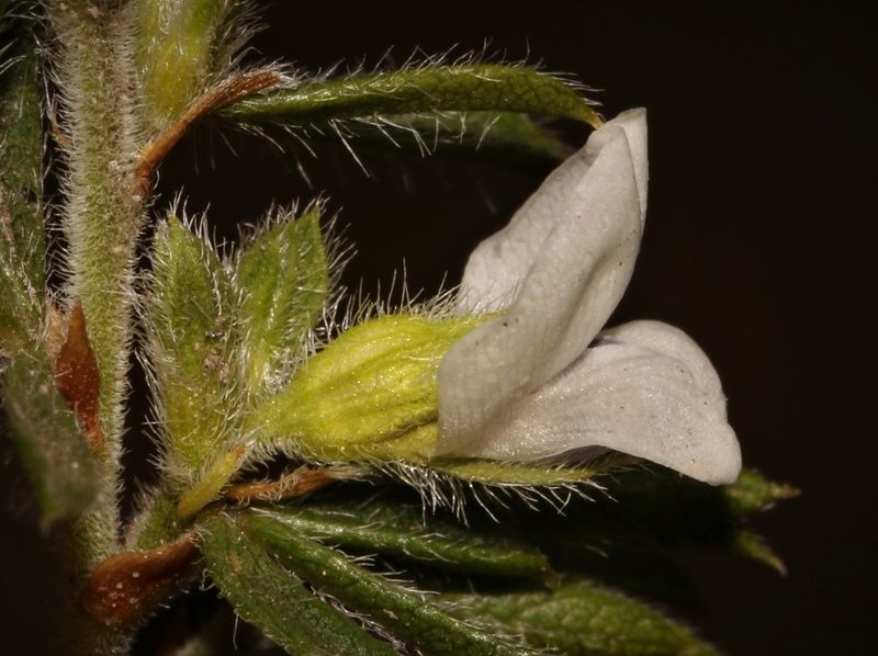 Psoralea outrampsii, photographed by Brian du Preez