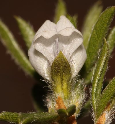 Psoralea outrampsii, photographed by Brian du Preez