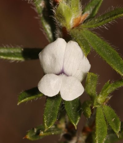 Psoralea outrampsii, photographed by Brian du Preez