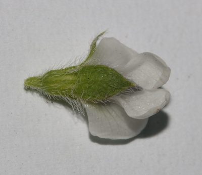 Psoralea outrampsii, photographed by Brian du Preez