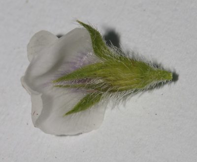 Psoralea outrampsii, photographed by Brian du Preez