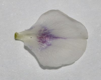 Psoralea outrampsii, photographed by Brian du Preez