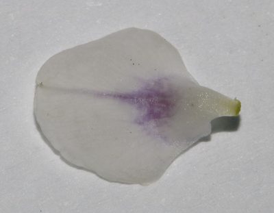 Psoralea outrampsii, photographed by Brian du Preez