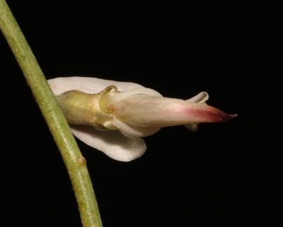Wiborgia tenuifolia, photographed by Brian du Preez