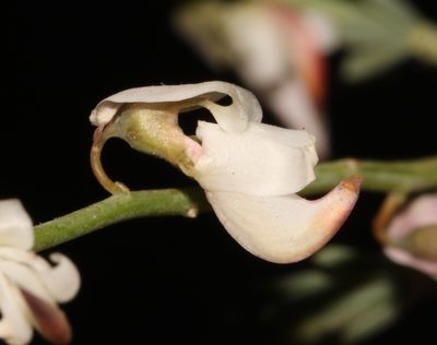 Wiborgia tenuifolia, photographed by Brian du Preez