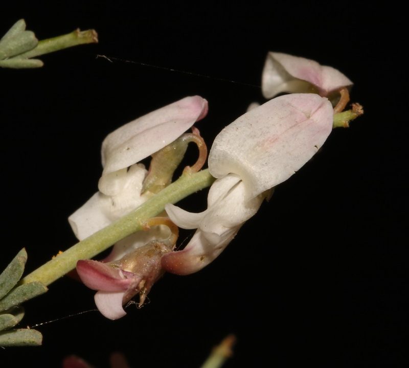 Wiborgia tenuifolia, photographed by Brian du Preez