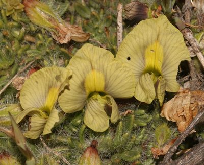 Lotononis gracilifolia, photographed by Brian du Preez