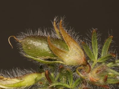 Lotononis gracilifolia, photographed by Brian du Preez