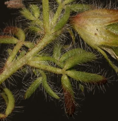 Lotononis gracilifolia, photographed by Brian du Preez