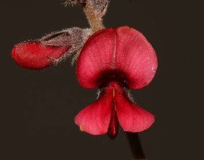 Indigofera burchellii, photographed by Brian du Preez