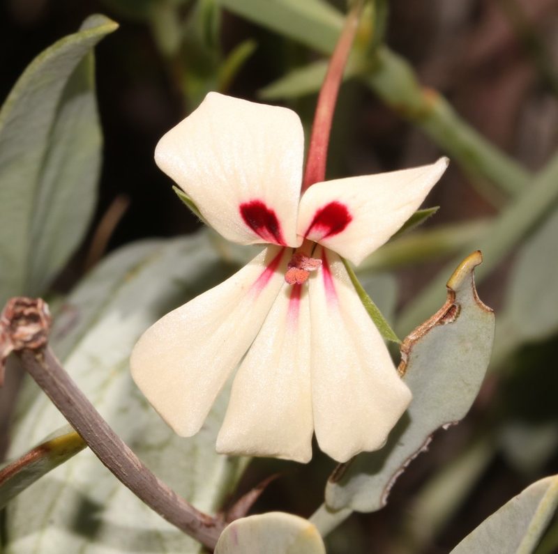 Pelargonium lanceolatum, photographed by Brian du Preez
