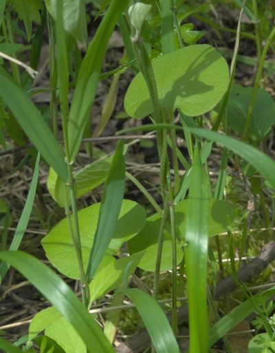Aristolochia tomentosa, photographed by Robert Webster