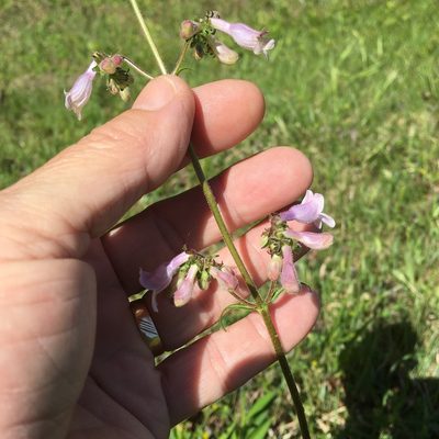Penstemon laevigatus, photographed by Becky Dill