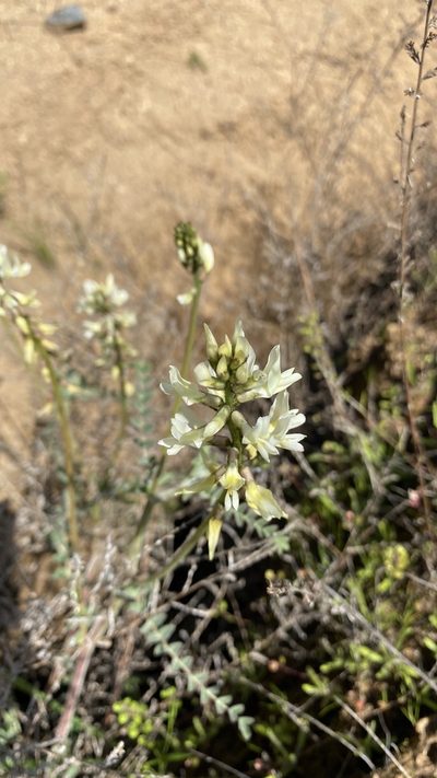 Astragalus congdonii, photographed by Brendan Black