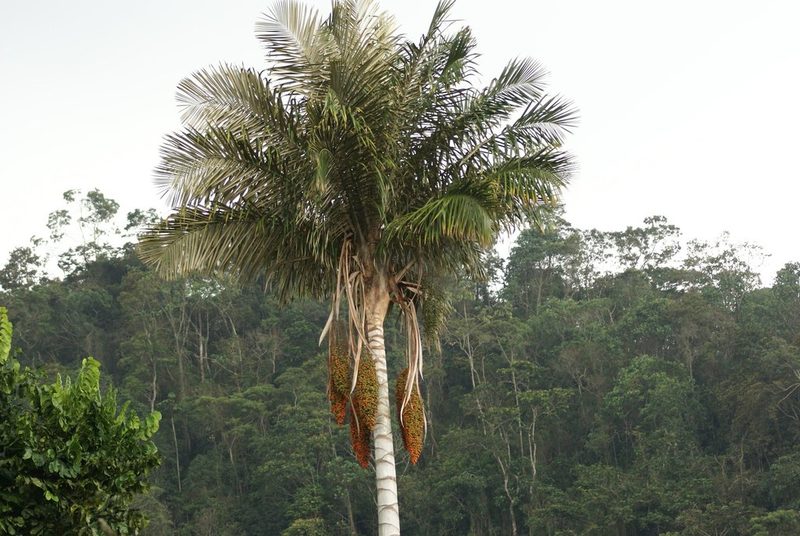 Ceroxylon sasaimae, photographed by Luis Enrique Calderón Franco