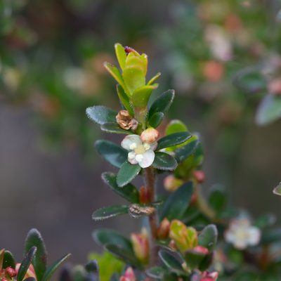 Micrantheum demissum, photographed by Kym Nicolson