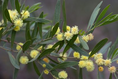 Acacia verniciflua, photographed by Kym Nicolson