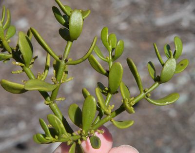 Phoradendron densum, photographed by Don Loarie
