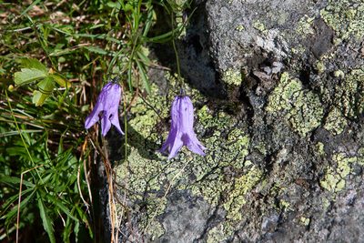 Campanula excisa, photographed by OggioniAle