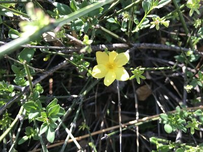 Jasminum mesnyi, photographed by Luke Padon