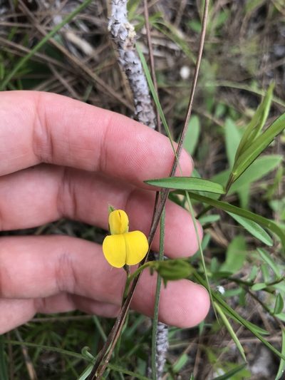 Crotalaria purshii, photographed by Farren Dell Rossman