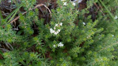 Hydrogalium confertum, photographed by Claudia Schipp