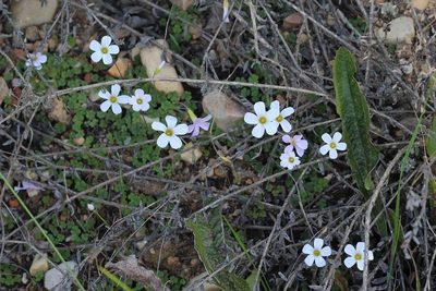 Oxalis psilopoda, photographed by Karen Eichholz