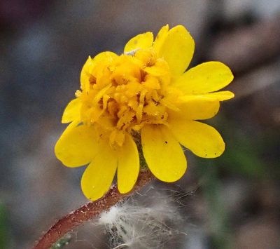 Layia septentrionalis, photographed by Don Loarie