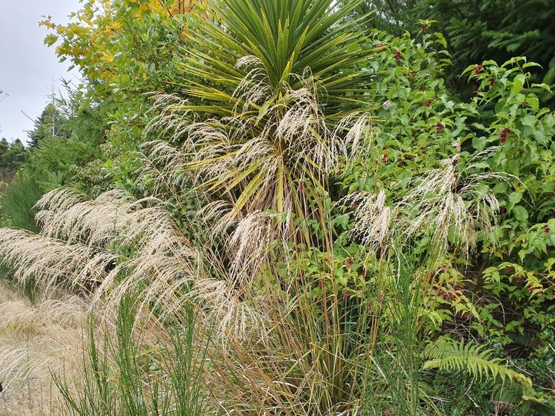 Chionochloa conspicua, photographed by John Barkla