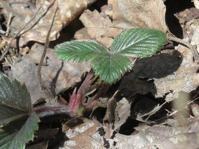 Fragaria orientalis, photographed by Repina Tatyana