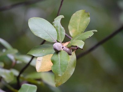 Pittosporum ellipticum, photographed by Jacqui Geux