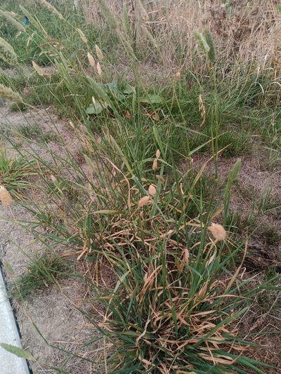 Phalaris minor, photographed by darmozrac