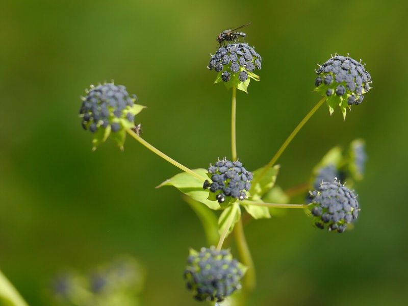Bupleurum candollei, photographed by Dinesh Valke