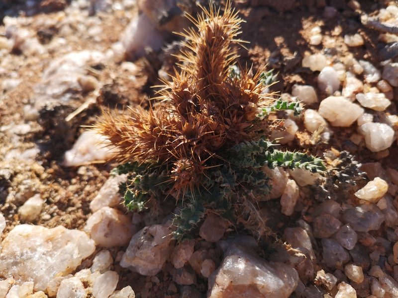 Acanthopsis villosa, photographed by leandra-k_89