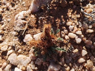 Acanthopsis villosa, photographed by leandra-k_89