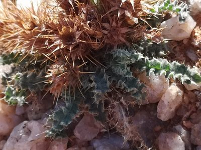 Acanthopsis villosa, photographed by leandra-k_89