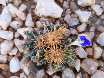Acanthopsis villosa, photographed by leandra-k_89