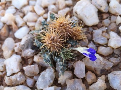 Acanthopsis villosa, photographed by leandra-k_89