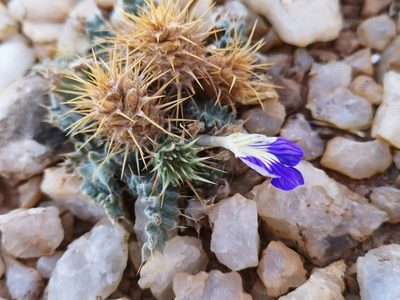Acanthopsis villosa, photographed by leandra-k_89
