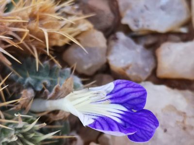 Acanthopsis villosa, photographed by leandra-k_89